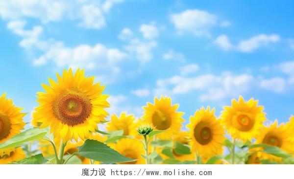 向日葵花朵清新美好希望鲜花花束向日葵蓝天白云背景唯美壁纸